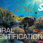 Coral Identification