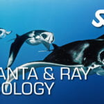 Manta & Ray Ecology
