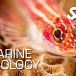 Marine Ecology