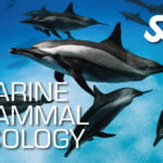 Marine Mammal Ecology
