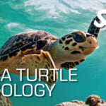 Sea Turtle Ecology
