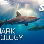 Shark Ecology
