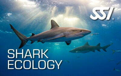 Shark Ecology