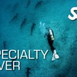 Specialty Diver