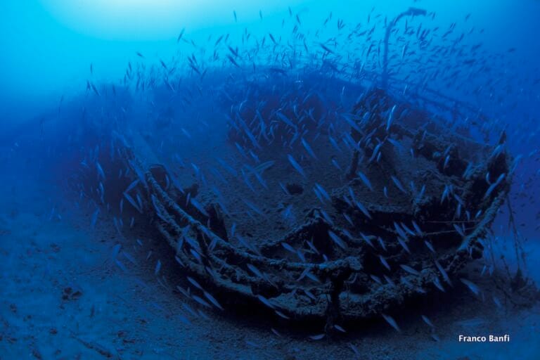 shoal of fish on Teti wreck, Ist island, Croatia, Adriatic Sea, Mediterranean