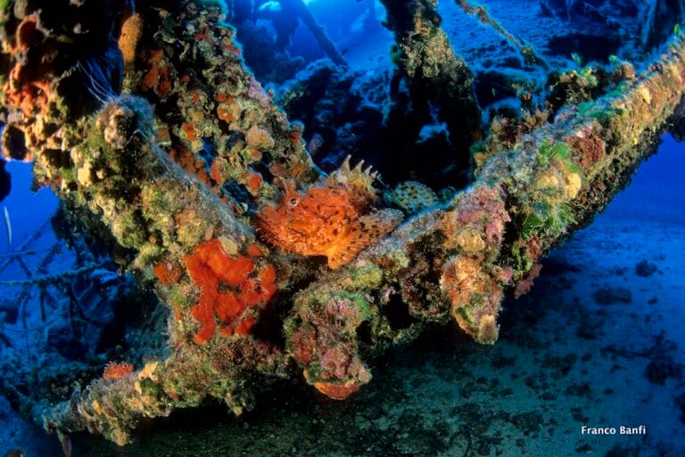 Scorpionfish on Teti wreck, Scorpaena scrofa, Vis, Croatia, Mediterranean Sea.