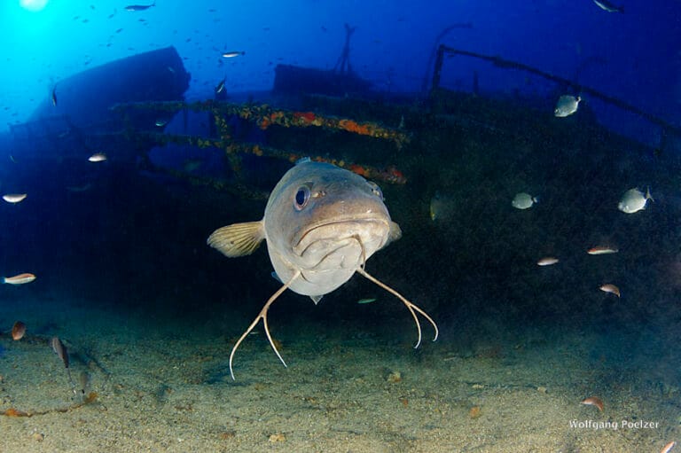 Teti wreck,Vis island, Croatia, Adriatic Sea,